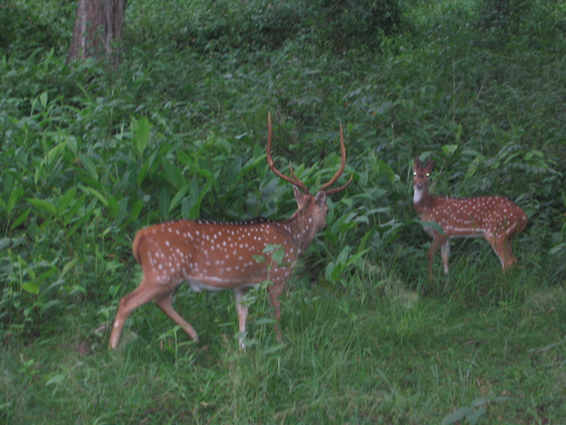 Deers in Nagarhole National Park
